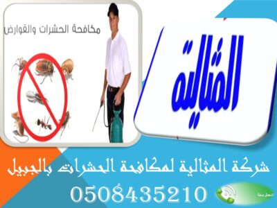شركة المثالية لمكافحة الحشرات بالجبيل